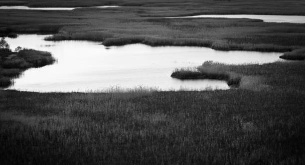 istock landscape with steppen swampland, black- white 1361740534