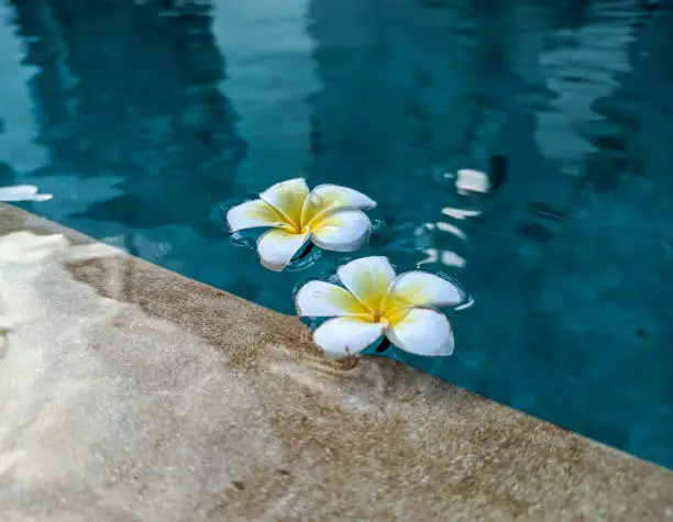 frangipani flowers floating above the swimming pool