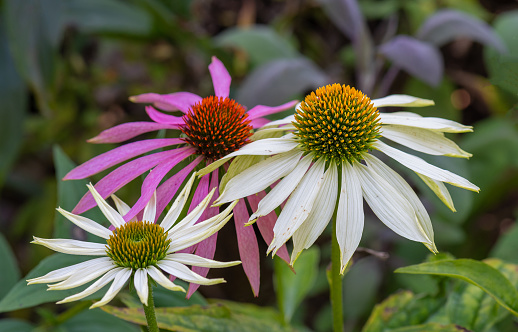 Natural outdoor floral macro of wide open white yellow green coneflower/echinacea blossoms on natural colorful blurred background taken on a sunny summer day