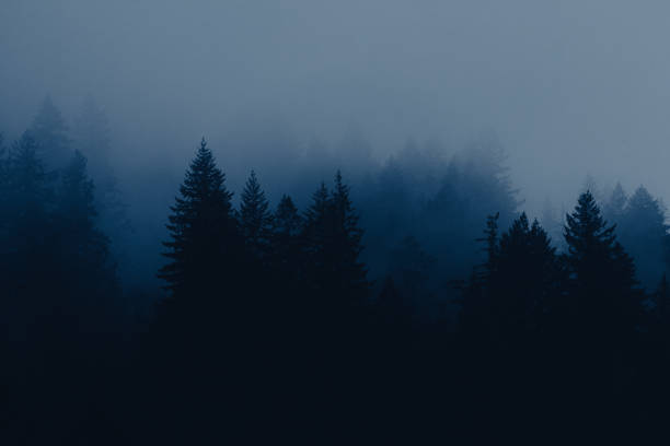 A striking black and white photograph of a serene forest scene featuring tall trees that are currently devoid of leaves
