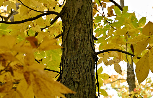 A close-up capture of a tree trunk of a shagbark hickory tree with plant bark surrounded by branches and with leaf foliage in yellow autumn season colors.