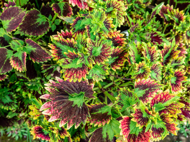 colorful ornamental plant leaves in the garden ornamental plants have a unique character, and that uniqueness attracts people to buy and care for them coleus plant plectranthus scutellarioides close up stock pictures, royalty-free photos & images