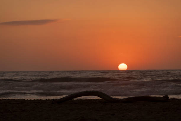 View of a tree trunk on the beach along the coast at sunset, Sardinia, Italy.