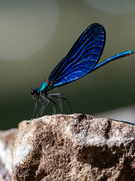 istock Photo of odnota on stone 1361745988