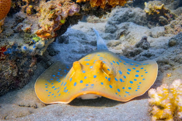 bluespotted ribbontail ray on 산호색 리프-red sea - stingray 뉴스 사진 이미지