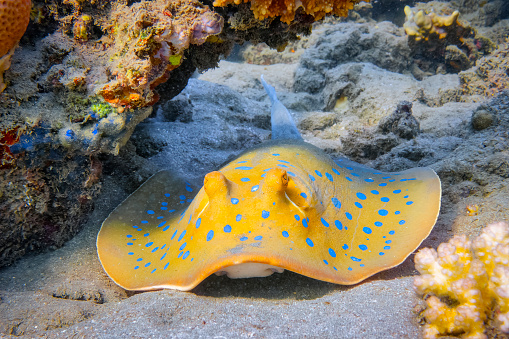 Bluespotted ribbontail ray on coral reef - Red Sea/Egypt. The bluespotted ribbontail ray (Taeniura lymma) is a species of stingray in the family Dasyatidae.