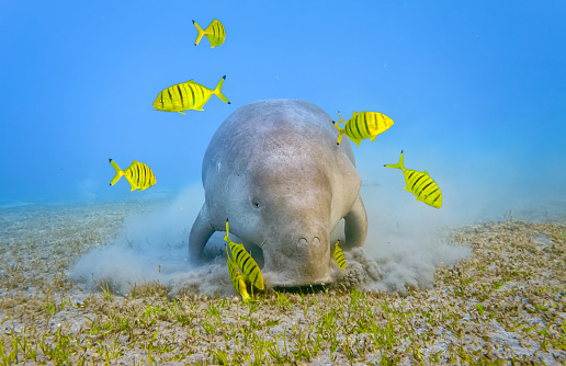 The dugong is a medium-sized marine mammal. It is one of four living species of the order Sirenia, which also includes three species of manatees. It is the only living representative of the once-diverse family Dugongidae; its closest modern relative, Steller's sea cow (Hydrodamalis gigas), was hunted to extinction in the 18th century. The dugong is the only strictly marine herbivorous mammal, as all species of manatee use fresh water to some degree.