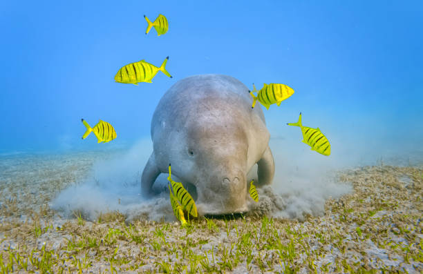 Male Dugong and Golden trevally (Gnathanodon speciosus) feeding on seagrass beds in Red Sea - Marsa Alam - Egypt The dugong is a medium-sized marine mammal. It is one of four living species of the order Sirenia, which also includes three species of manatees. It is the only living representative of the once-diverse family Dugongidae; its closest modern relative, Steller's sea cow (Hydrodamalis gigas), was hunted to extinction in the 18th century. The dugong is the only strictly marine herbivorous mammal, as all species of manatee use fresh water to some degree. pilot fish stock pictures, royalty-free photos & images