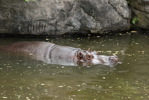 A swimming hippo.