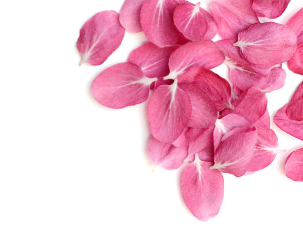 istock Petals of blooming pink 1361753259