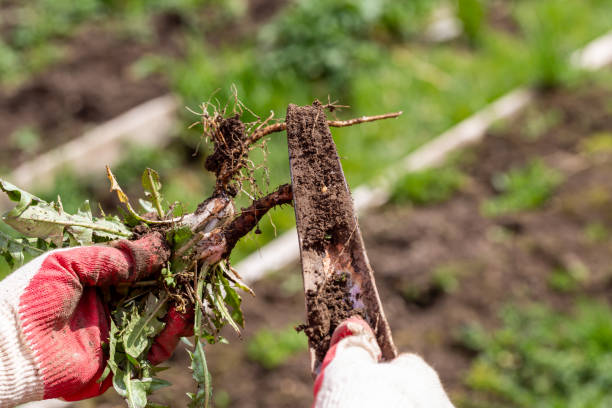istock hands of a gardener with a weed dandelion root 1361756610