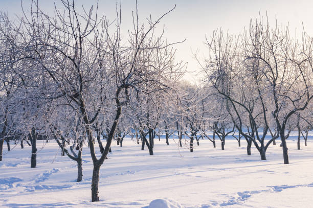 コロメンスコエ公共公園、モスクワ、ロシアで雪に覆われたリンゴ果樹園 - kolomenskoye ストックフォトと画像