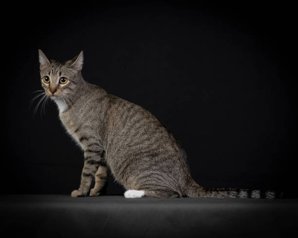 istock Studio photos of a gray cat on dark background 1361756993