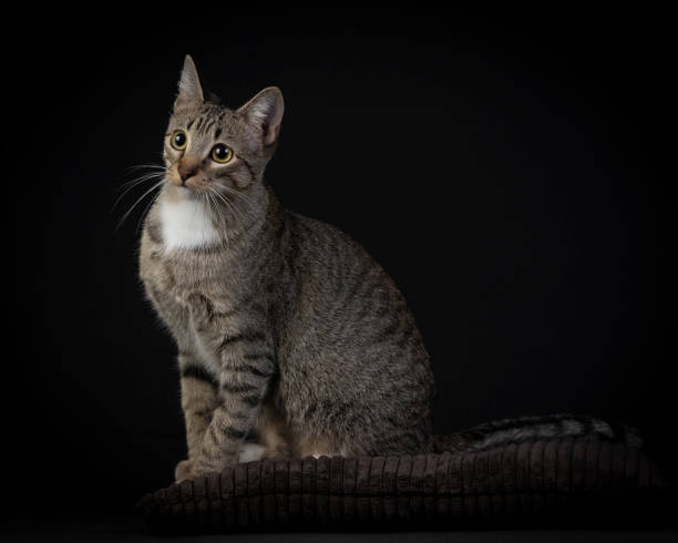 istock Studio photos of a gray cat on dark background 1361757126