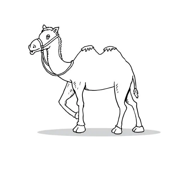 Vector illustration of Hand drawn cartoon camel