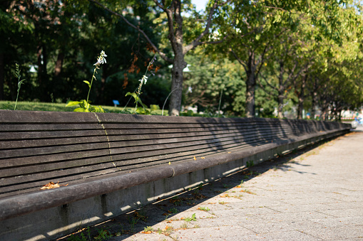 A long empty wooden bench with green trees and plants during the summer at Hudson River Park in New York City