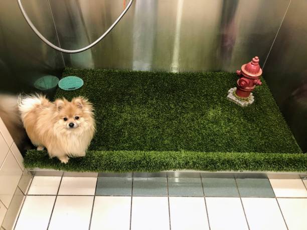 A cute dog sitting on an artificial pee mat at a bathroom specialized for dogs in airports. stock photo