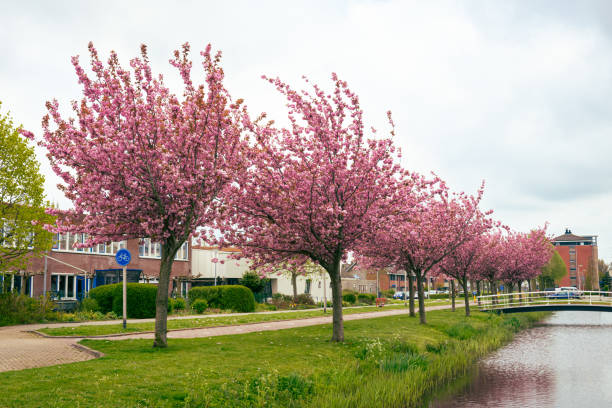 istock Pink flowering cherry trees in a Dutch village 1361758172