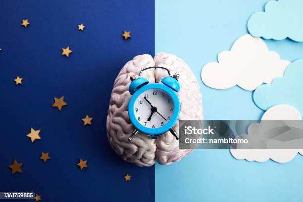 The Circadian Rhythms Are Controlled By Circadian Clocks Or Biological Clock Stock Photo - Download Image Now