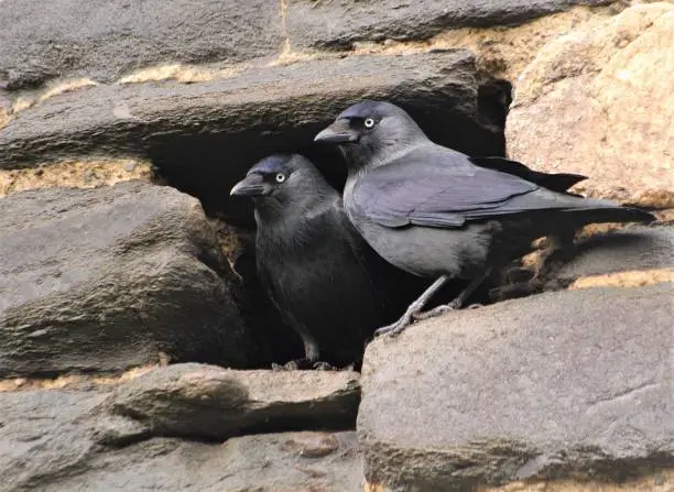 a pair of jackdaws in a hole in an old wall in close up
