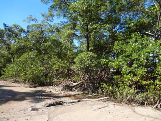 istock Mangrove forest along the coastline 1361762087