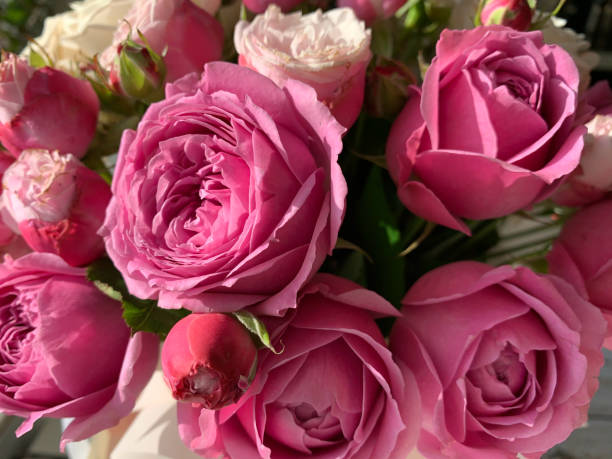 istock Delicate buds of pink peonies close up. 1361763199