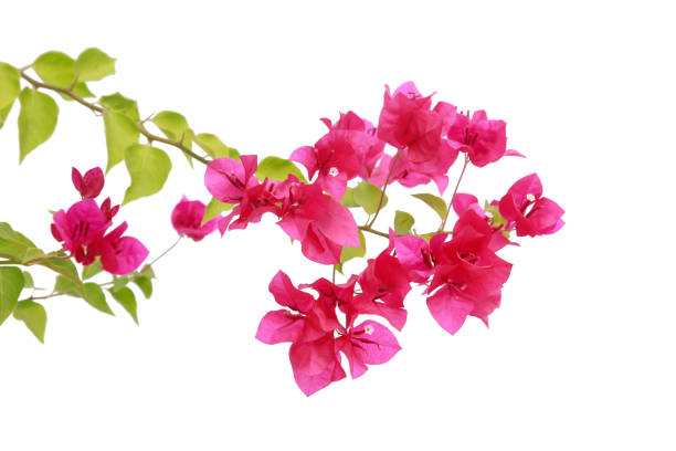 istock bougainvilleas isolated on white background. 1361763414