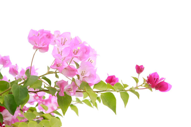 istock bougainvilleas isolated on white background. 1361763864
