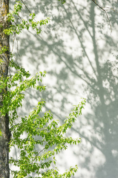 istock Black and White abstract background textuer of shadows leaf on a concrete wallBlack and 1361763866