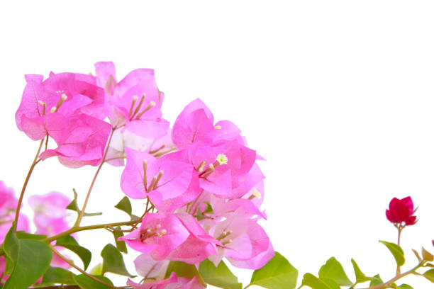 istock bougainvilleas isolated on white background. 1361763870