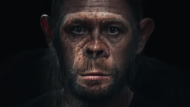 Portrait morph. Man turns into monkey. Adult caucasian man (Homo sapiens) slowly morphs into chimpanzee (Pan troglodytes
