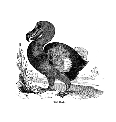 Taken from the History of birds 1890