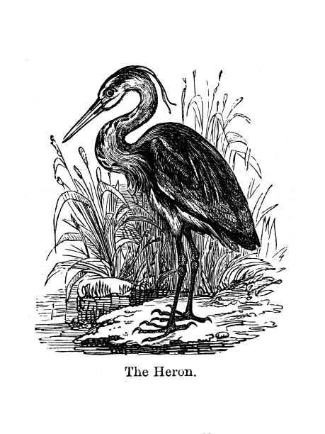 istock A heron;19th century woodcut History of Birds 1361765376