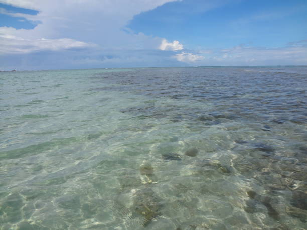 istock Coral under the water 1361765915