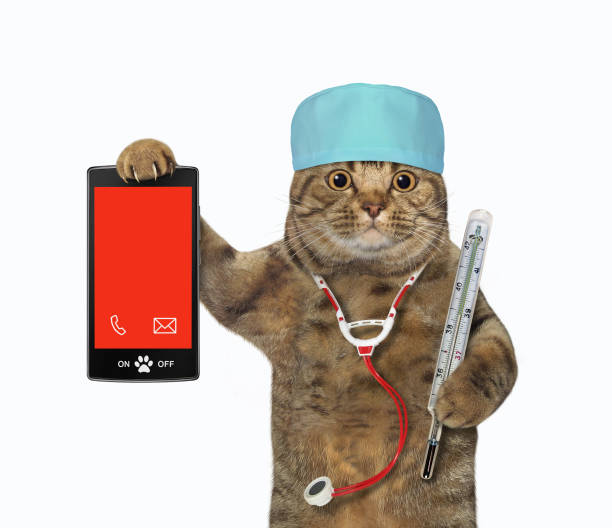 istock Cat holds thermometer and smartphone 1361765963