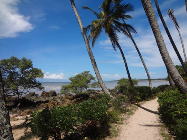 istock Pathway to the beach with palm trees 1361766663