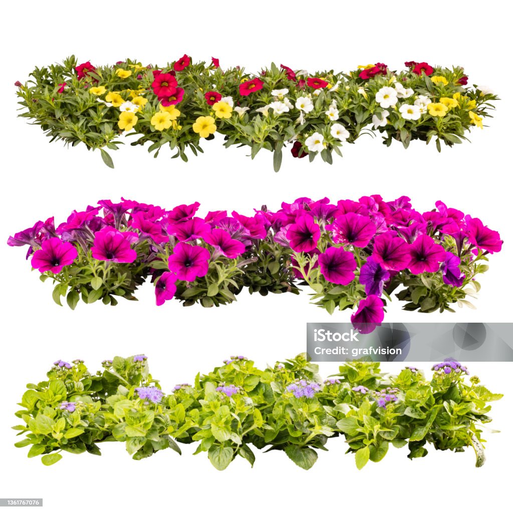 Balcony flowers in rows Collage of beautiful summer balcony flowers in rows, isolated on white background Flower Stock Photo