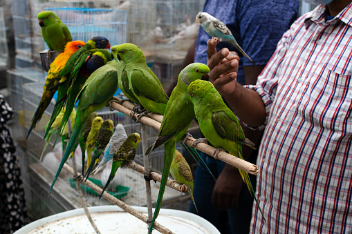 local market for birds and parrots