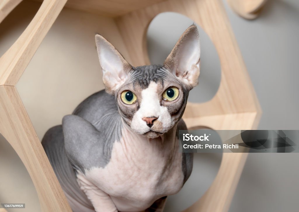 Sphynx cat sitting in wooden wall shelve while looking at the camera. Hairless bi-color, white and lavender, male cat crouching inside a modern floating cat climbing system. Selective focus on face. Sphynx Hairless Cat Stock Photo