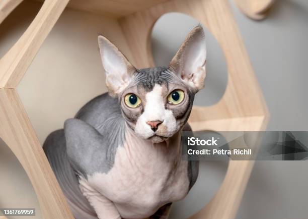 Sphynx Cat Sitting In Wooden Wall Shelve While Looking At The Camera Stock Photo - Download Image Now
