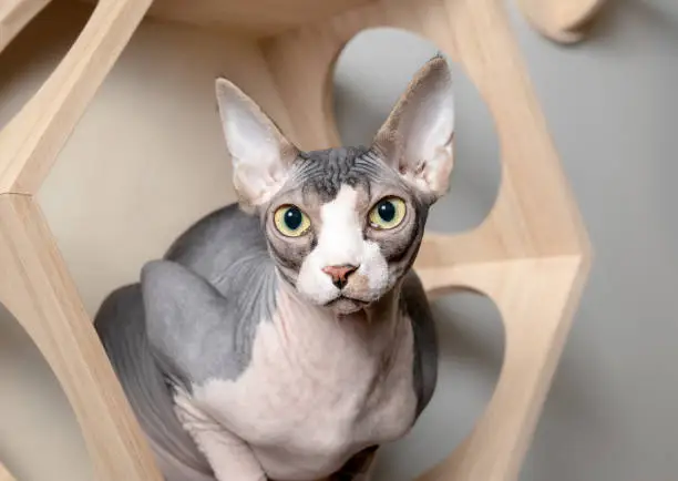 Hairless bi-color, white and lavender, male cat crouching inside a modern floating cat climbing system. Selective focus on face.