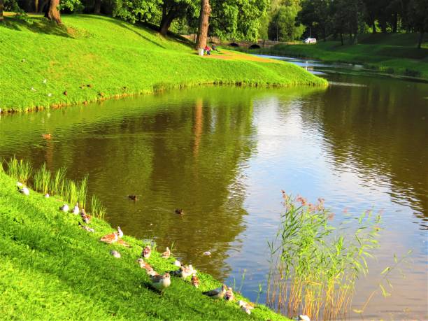Gatchina, St.Petersburg region - Leningrad Oblast, Russia - August 05, 2019. Public park in Gatchina  ,Leningrad Oblast .The Pond of Carp or \