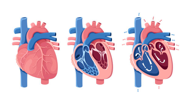 anatomie des menschlichen herzens. herzabschnitt. blutfluss. - koerperteile stock-grafiken, -clipart, -cartoons und -symbole