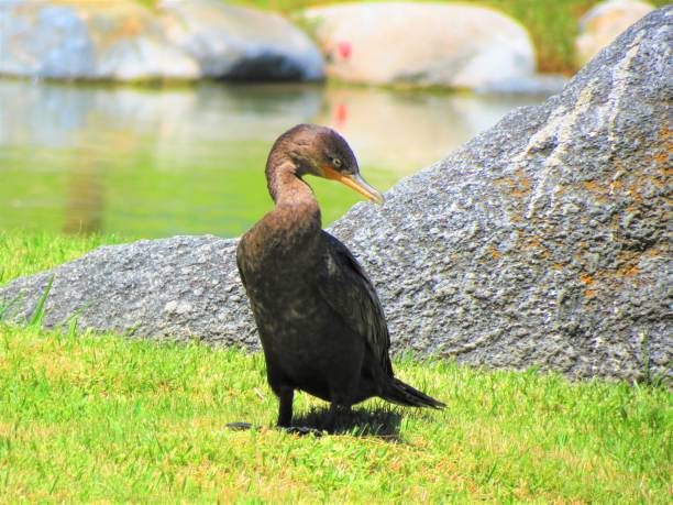istock Great cormorant, Phalacrocoax carbo, American bird. 1361772262