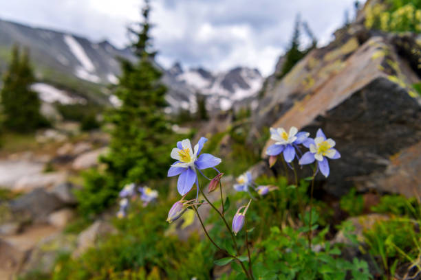 colorado blue columbine - un gruppo di colorado blue columbine selvatico che fiorisce a lato dell'isabelle glacier trail in indian peaks wilderness. - wilderness area snow landscape valley foto e immagini stock