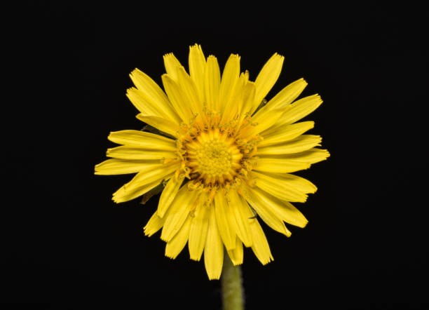 istock Dandelion Flower on Black Background 1361773541