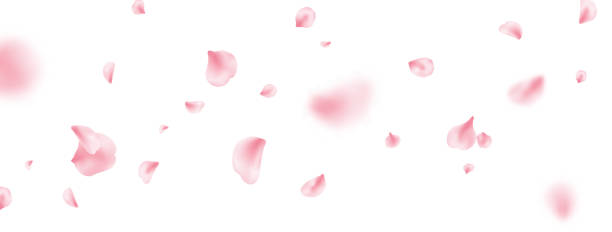 blütenblatt fliegender hintergrund. sakura frühlingsblüte auf langem banner. rosa rosenkomposition. beauty spa produktrahmen. valentinstag romantische karte. leichtes zartes pastelldesign. vektorillustration - blütenblatt stock-grafiken, -clipart, -cartoons und -symbole