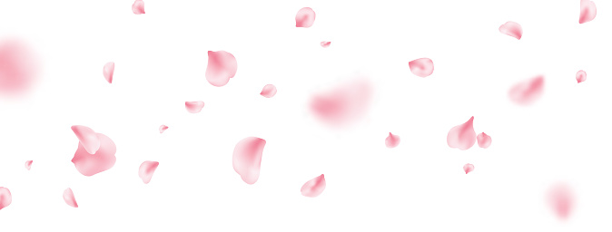 Flower petal flying background. Sakura spring blossom on long banner. Pink rose composition. Beauty Spa product frame. Valentine romantic card. Light delicate pastel design. Vector illustration.