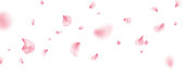 istock Flower petal flying background. Sakura spring blossom on long banner. Pink rose composition. Beauty Spa product frame. Valentine romantic card. Light delicate pastel design. Vector illustration 1361774454