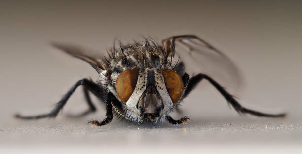 Fly A fly up close flesh fly photos stock pictures, royalty-free photos & images